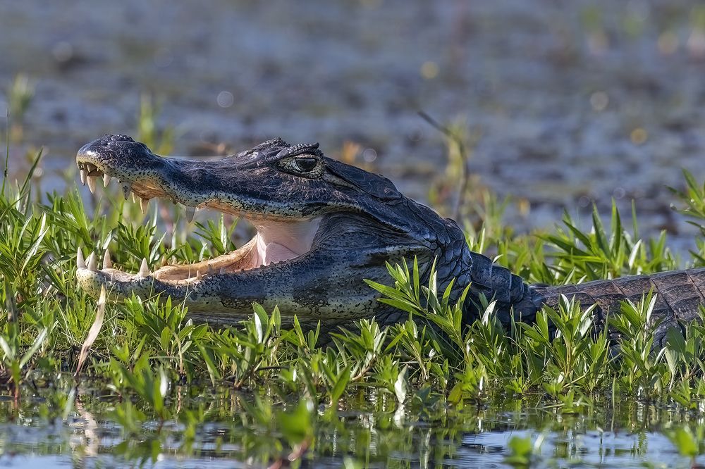 Photograph by Danny Zelener