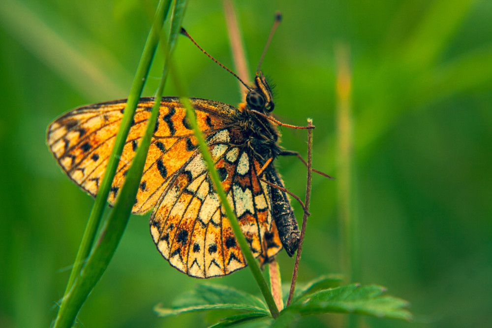 Фотография автора Ирина Гриценко