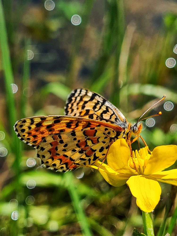 Photograph by Ольга Веселова