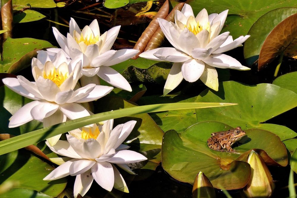 Photograph by backareva irina