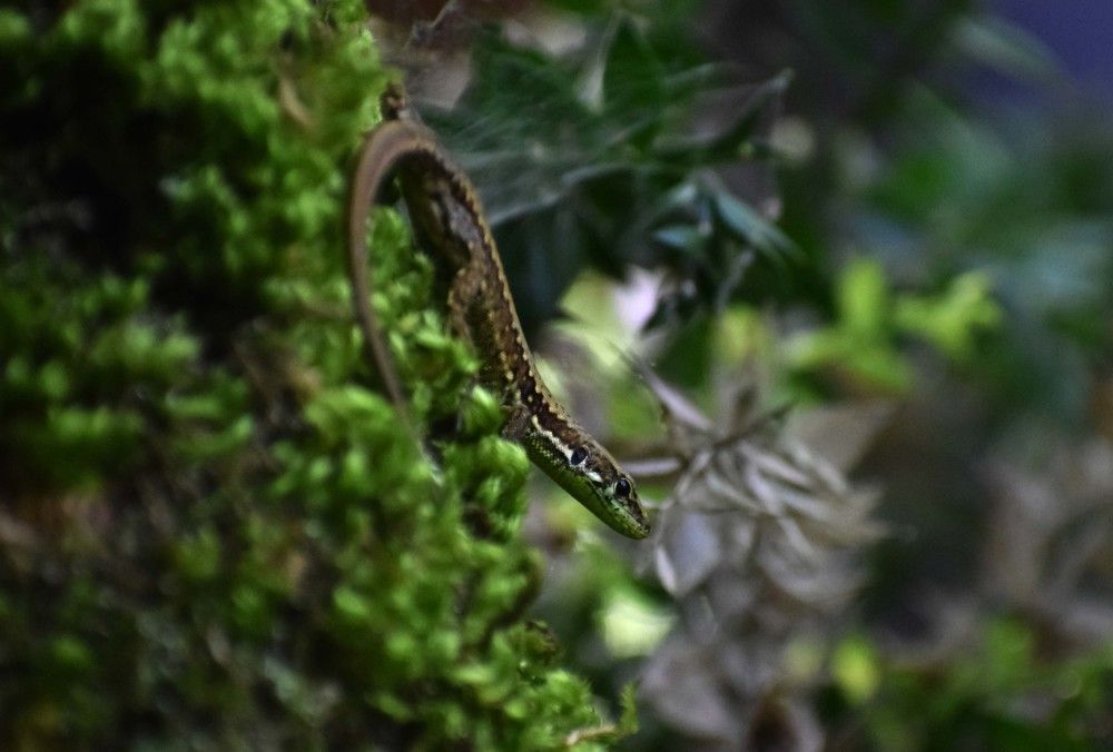 Фотография автора Mohammad amin Naderloei
