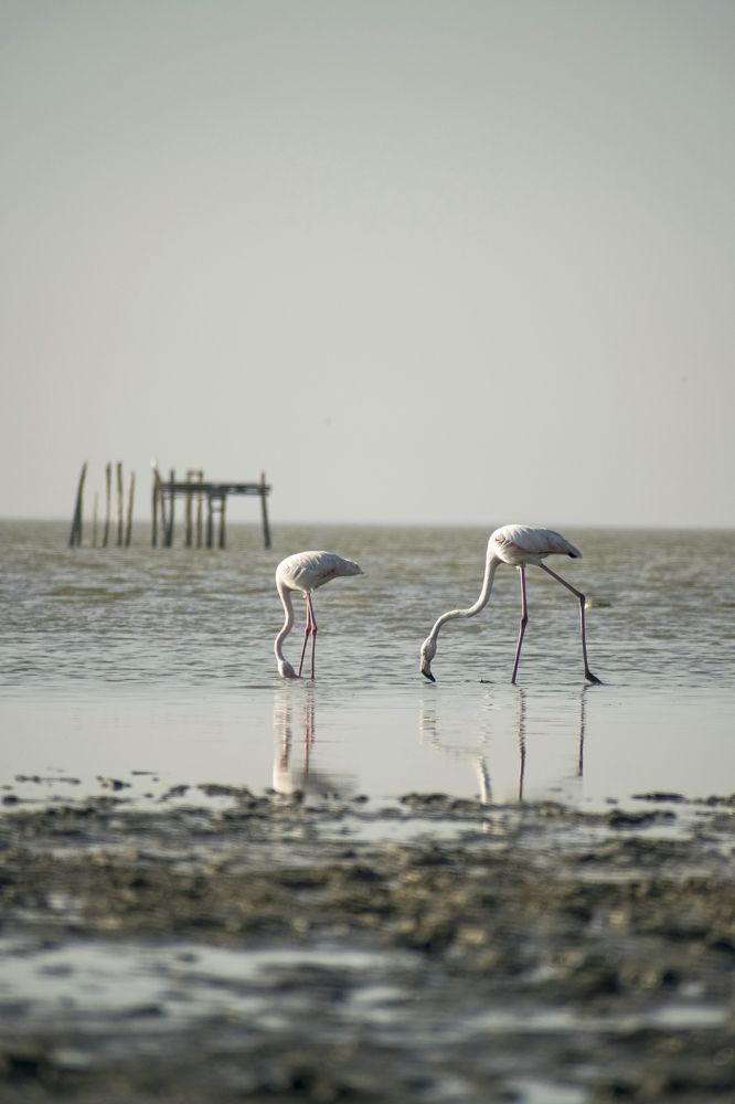 Фотография автора Mohammad amin Naderloei