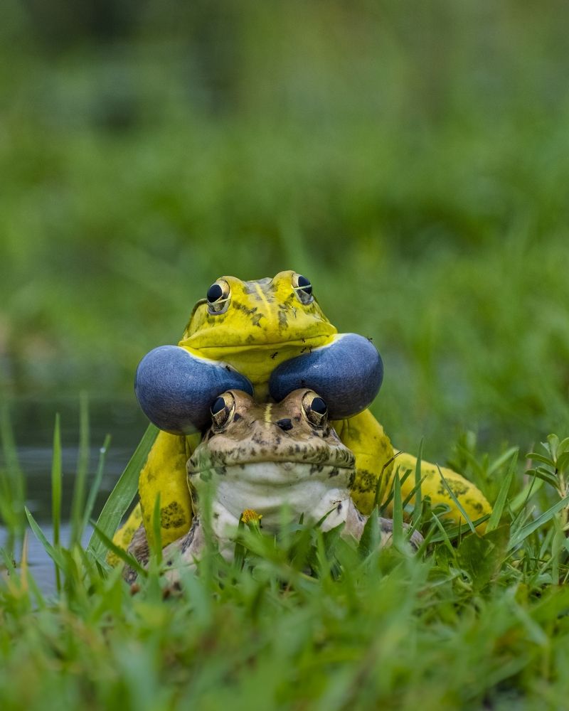 Photograph by Äddî Biswas