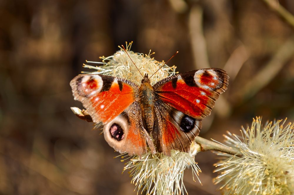 Photograph by Мария Купревич