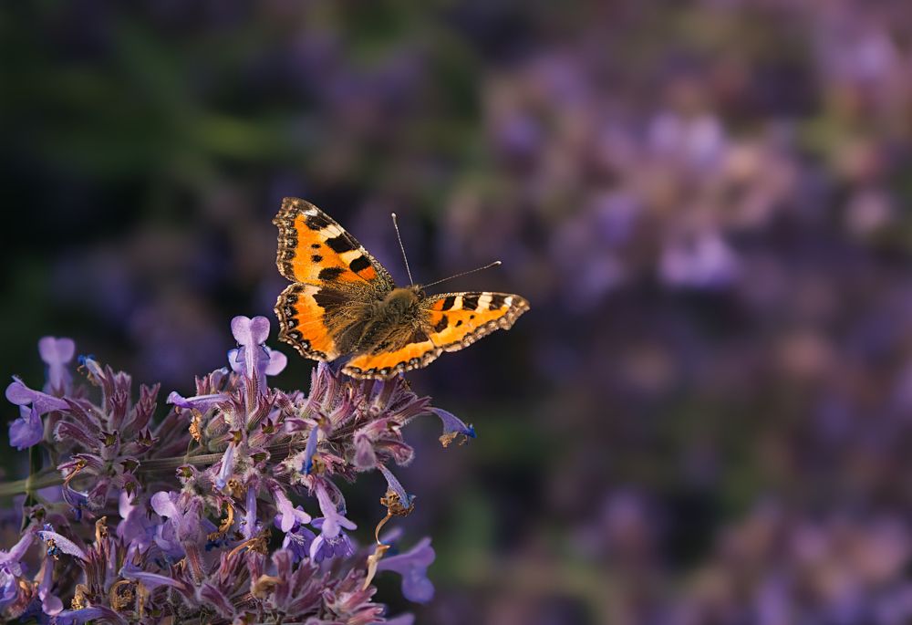 Photograph by Albina Kulikova