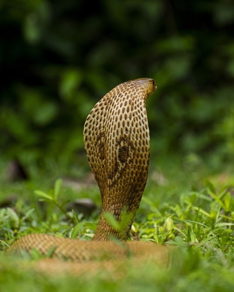 Indian cobra