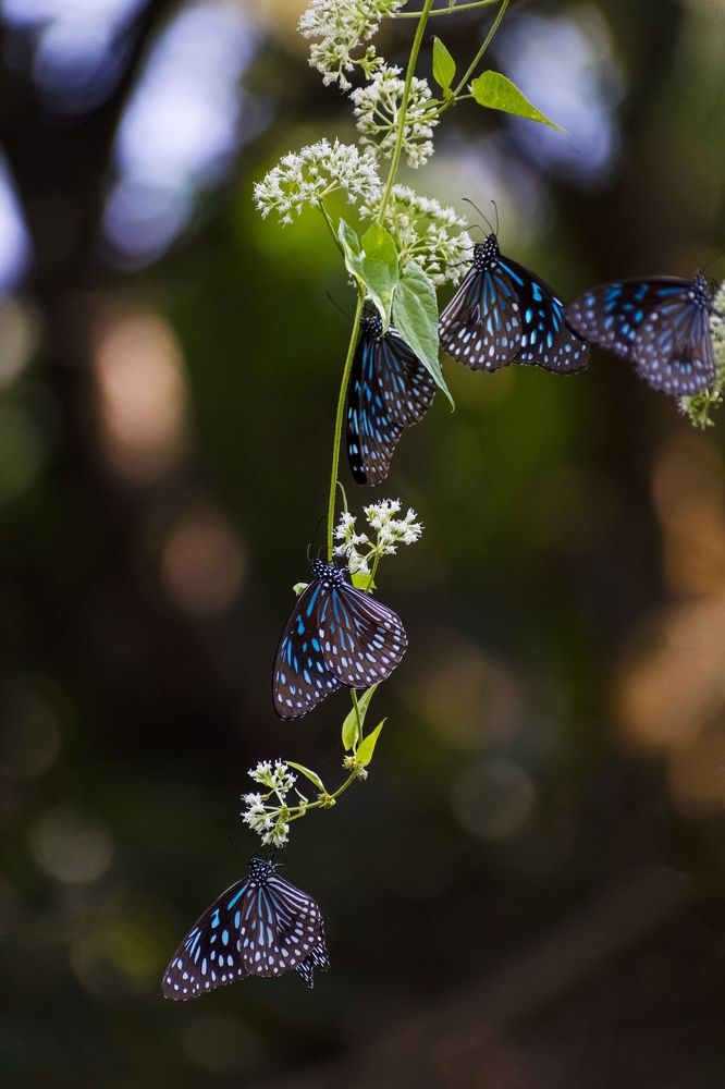 Blue Glassy Tiger Butterfly