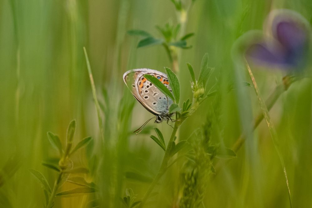 Голубянка аргус.