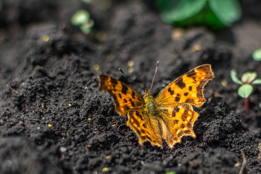 Photograph by Людмила Прибылова