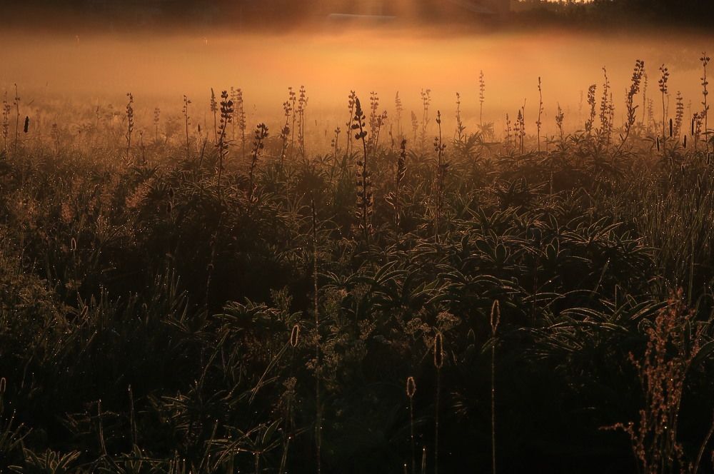 Фотография автора Ольга Никанович