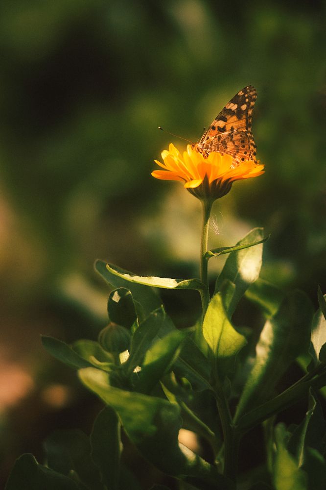 Фотография автора Анжелика