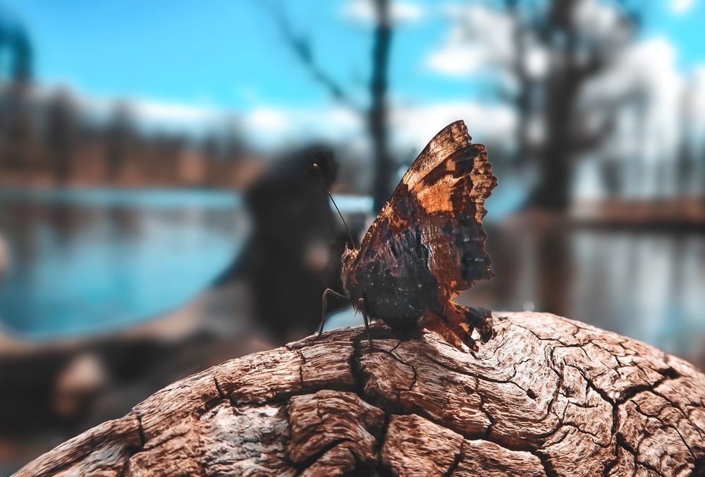 Фотография автора ANKAK Said