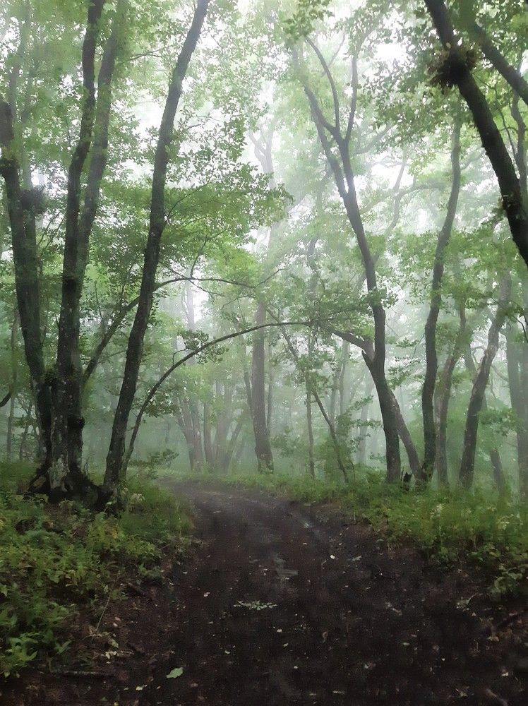 Ворота в туманный лес