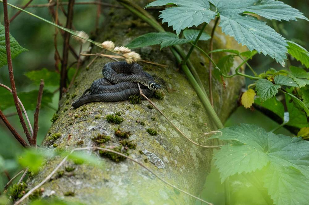 Photograph by Янина Найденцева