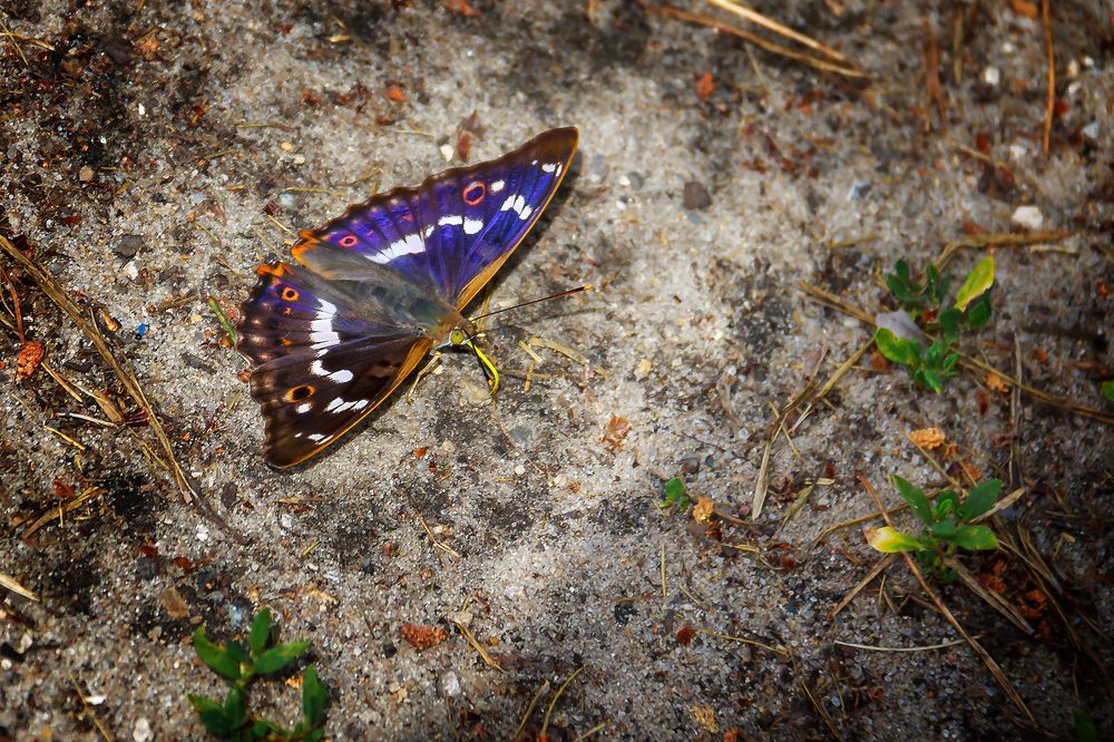 Photograph by Алексей Трифонов