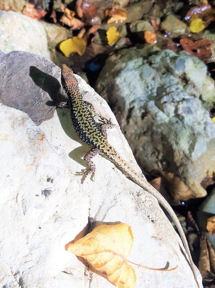 Ящерка на Черемисовских водопадах