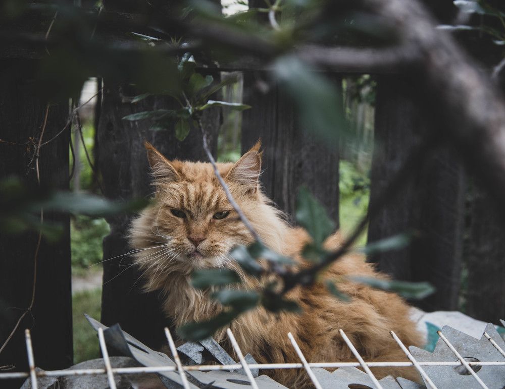 Photograph by Анастасия Карнаухова