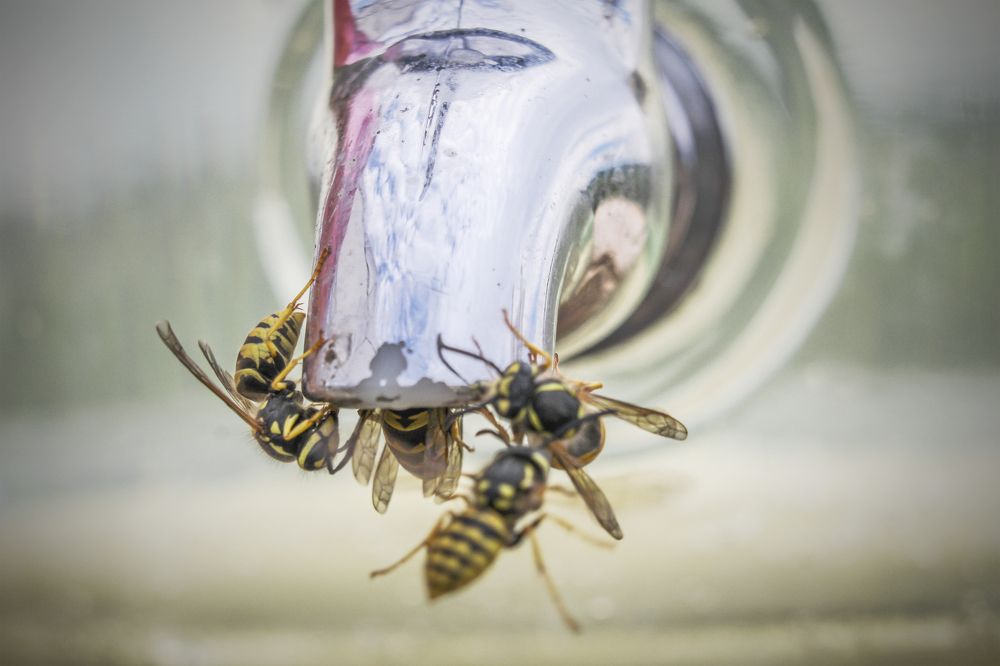 The lavender syrup is delicious
