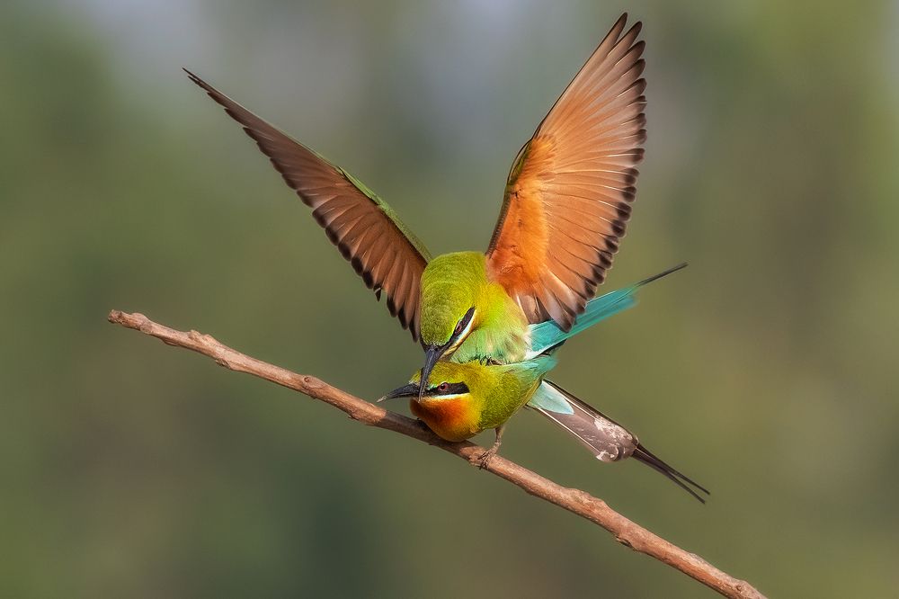 Photograph by Partha Singharoy