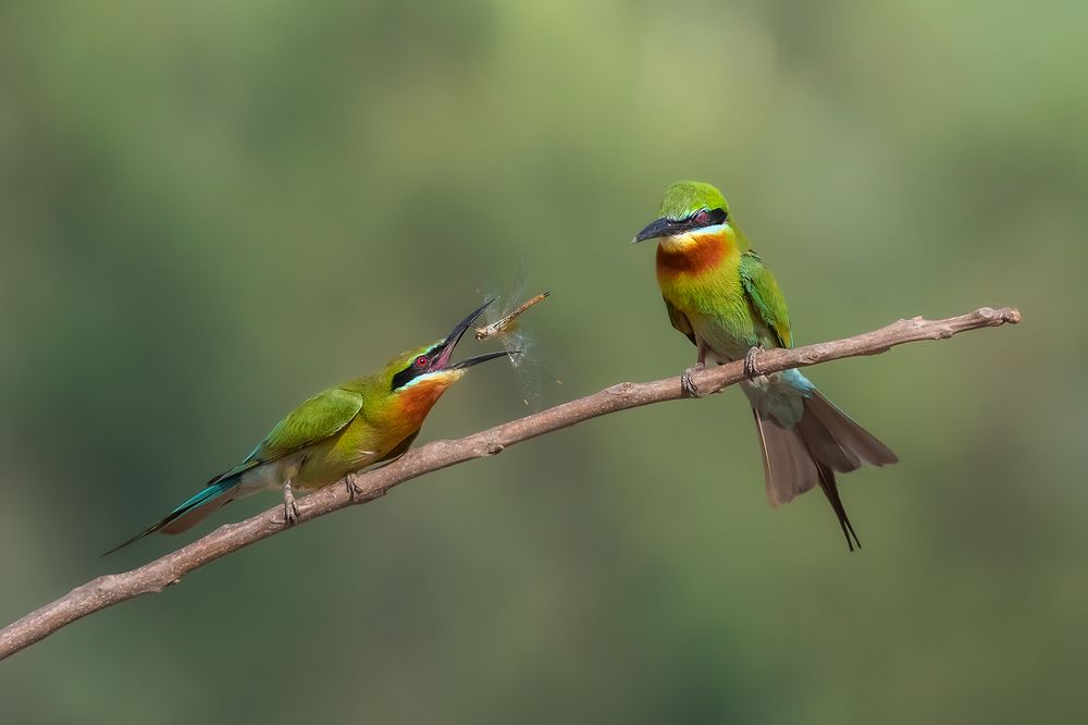Photograph by Partha Singharoy