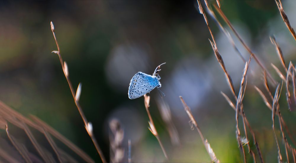 Фотография автора Mohammad amin Naderloei