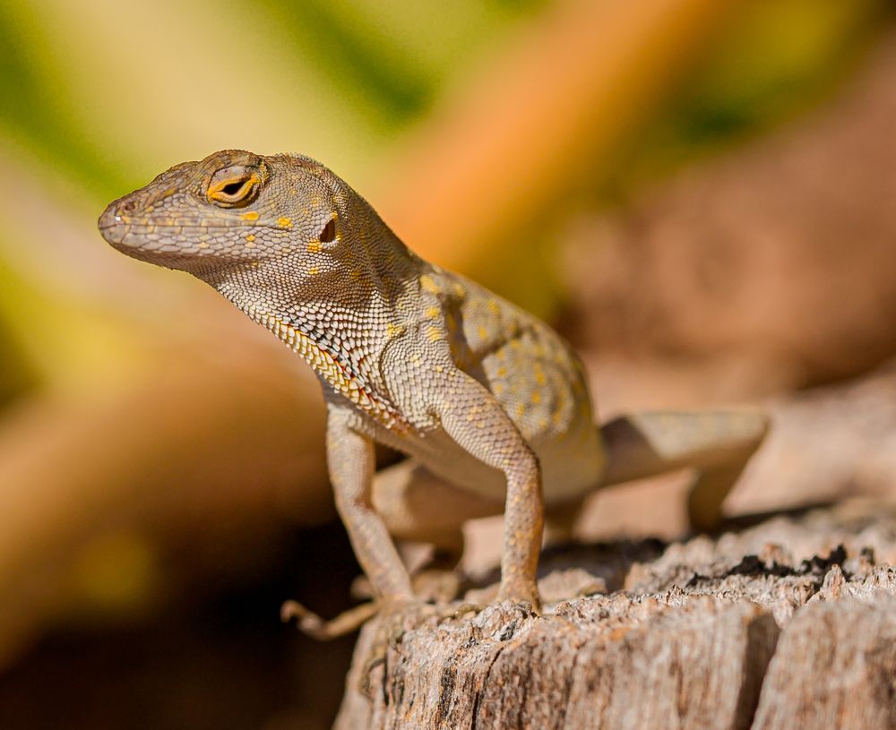 Photograph by Otto Acosta