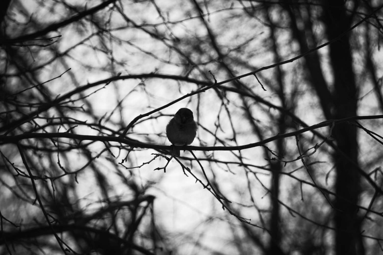 Photo #9296080