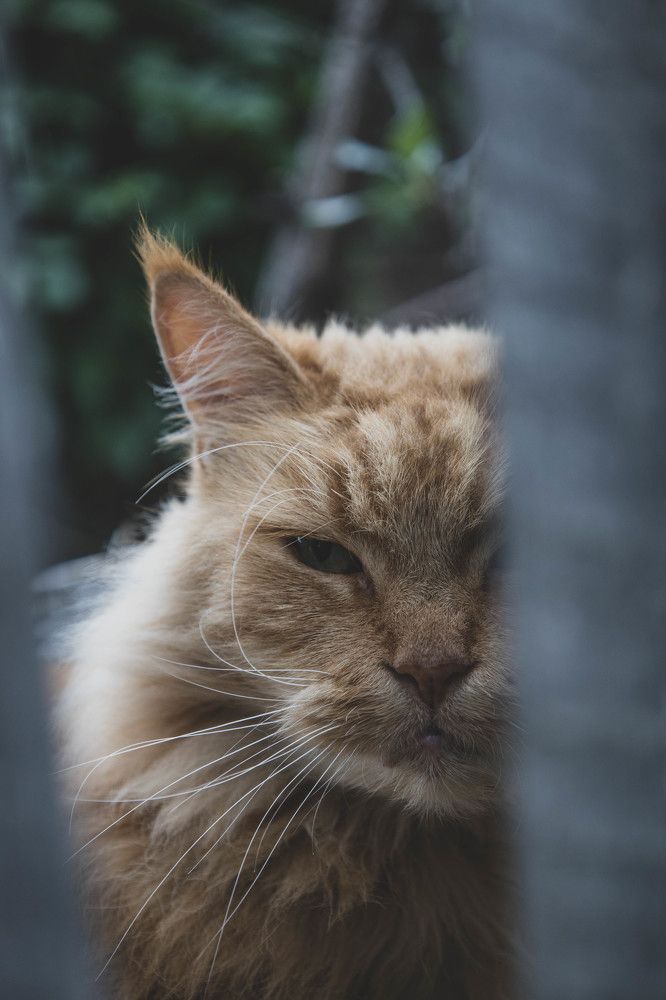 Photograph by Анастасия Карнаухова