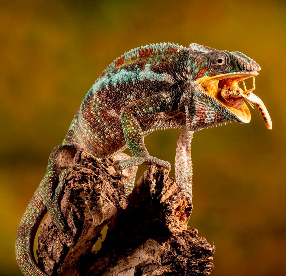 Photograph by Otto Acosta