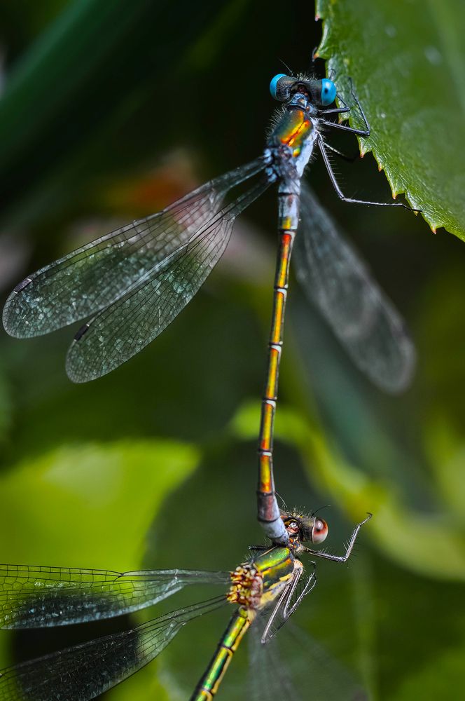 Photograph by Олеся zme