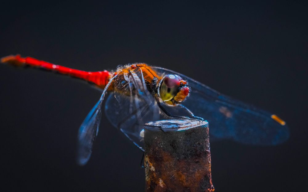 Photograph by Олеся zme