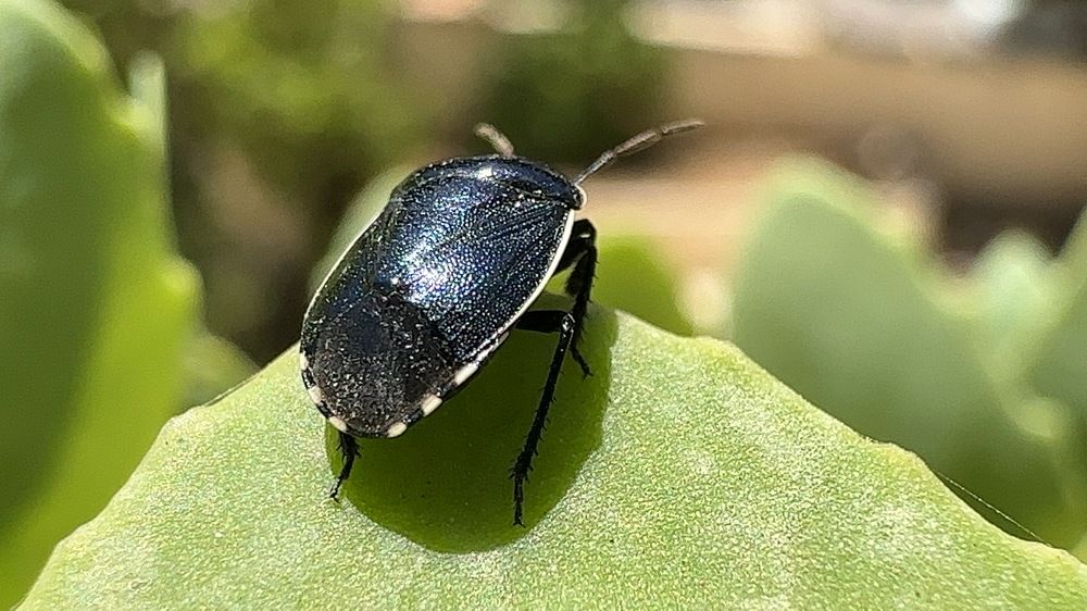 Black beetle