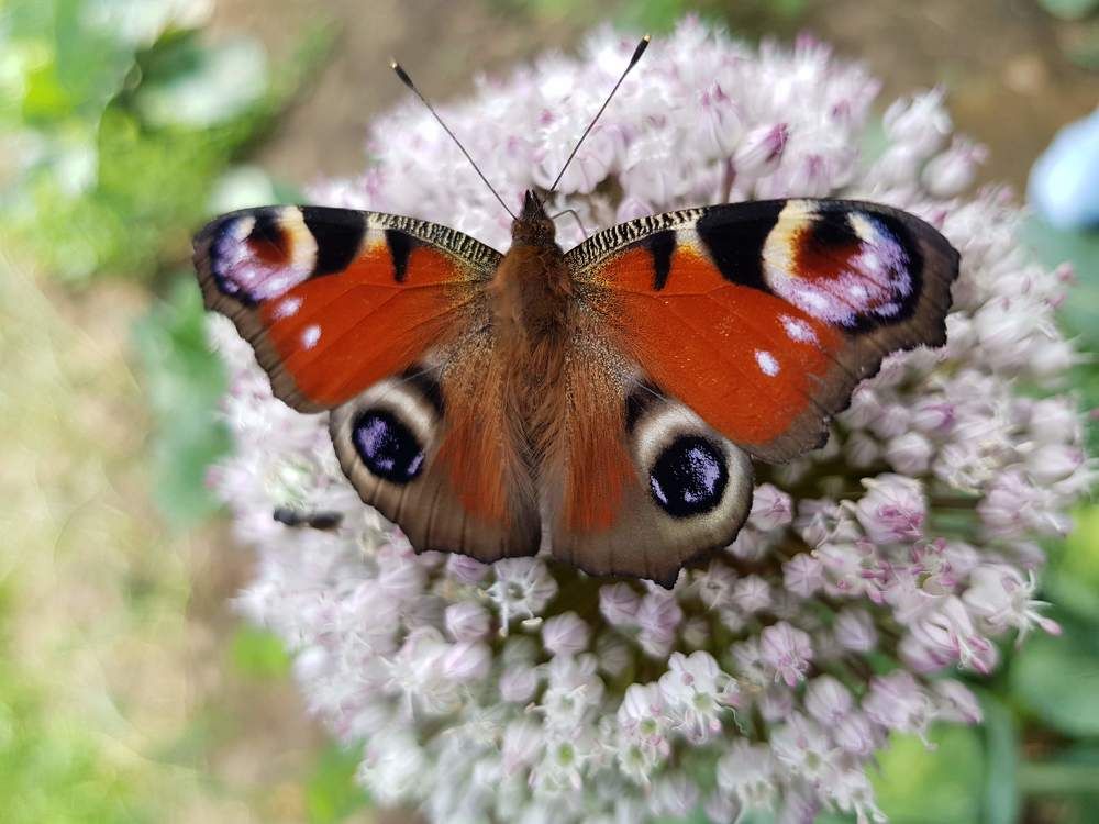 Фотография автора Lada Yakouchyk