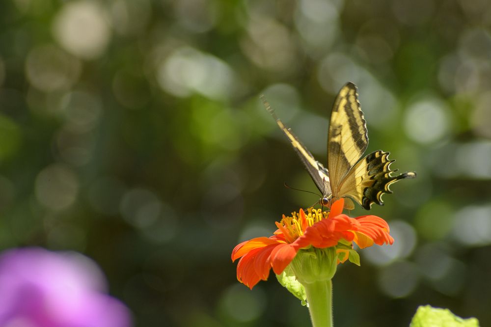 Perro del naranjo/ Bahamian Swallowtail.
