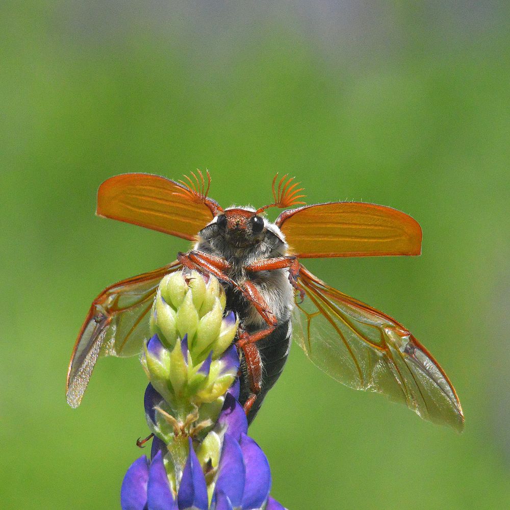 Осторожно! Взлетаю.