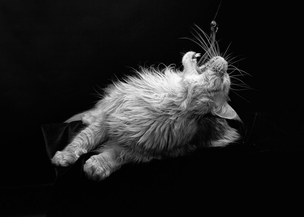 Фотография автора Владимир Борисов