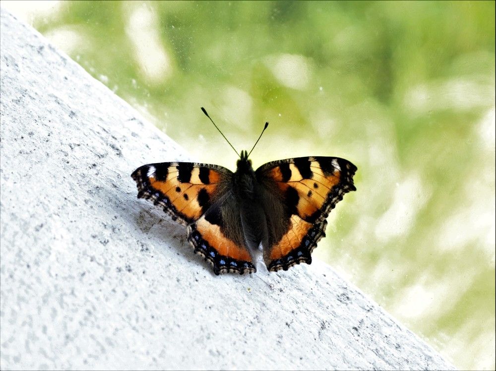 Photograph by Ирина Садовникова