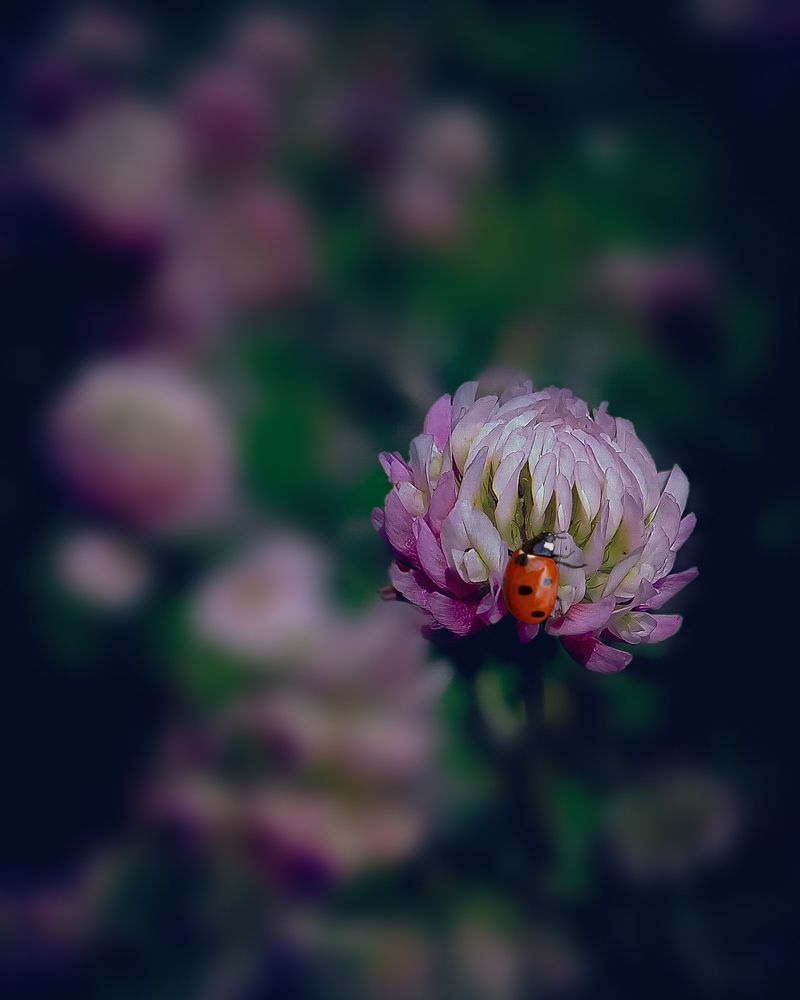 Photograph by Люда Яковлева