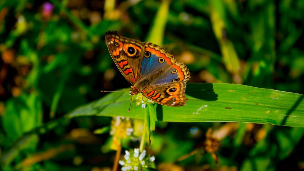 Photograph by Denis Dias Bezerra