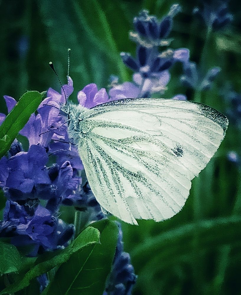 Photograph by Ольга Мартьянова