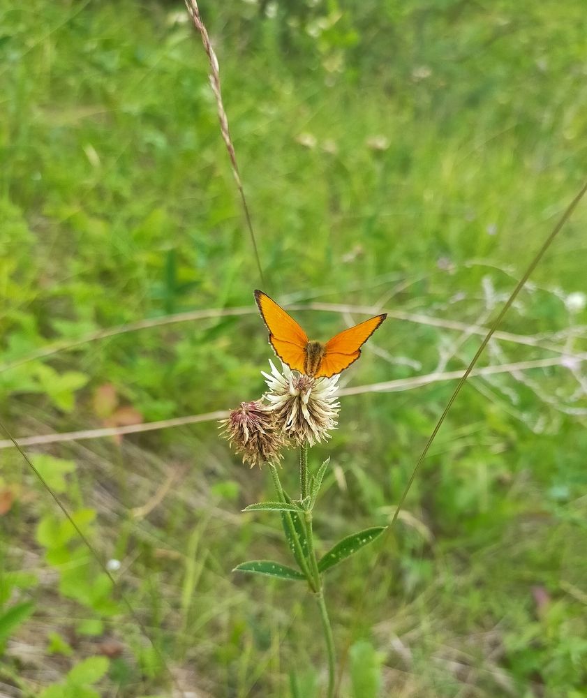 Photograph by Ольга Мартьянова