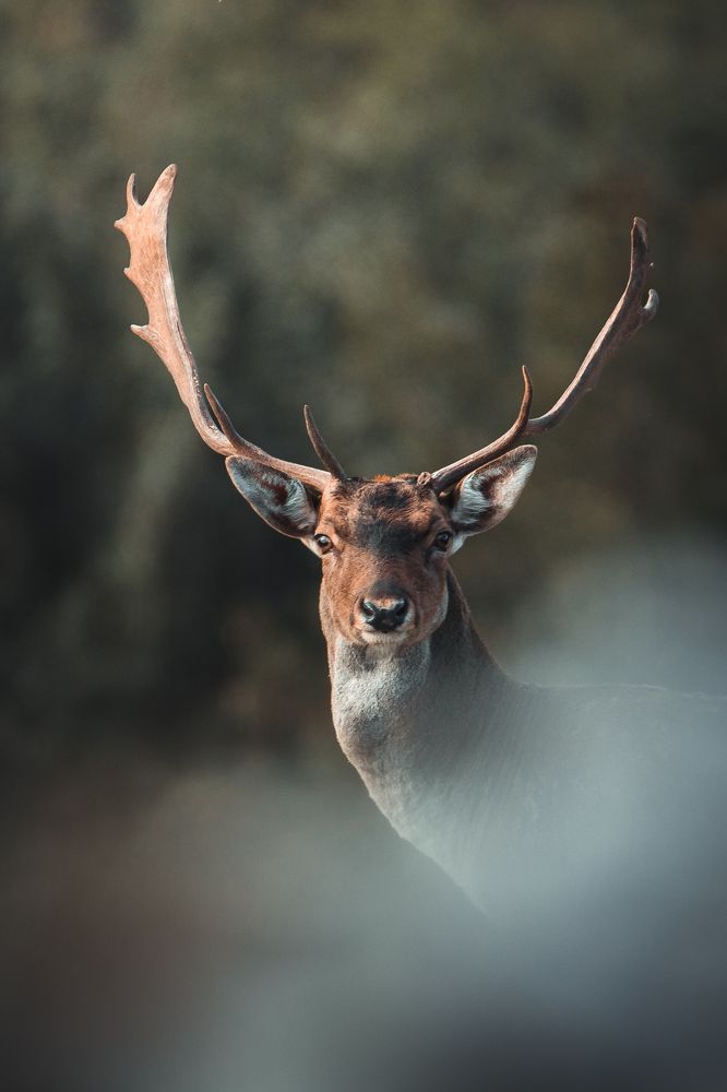 Photograph by Christian Bolognese