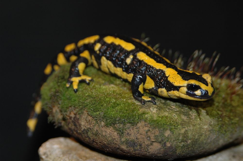 Photograph by Диана Ульянцева