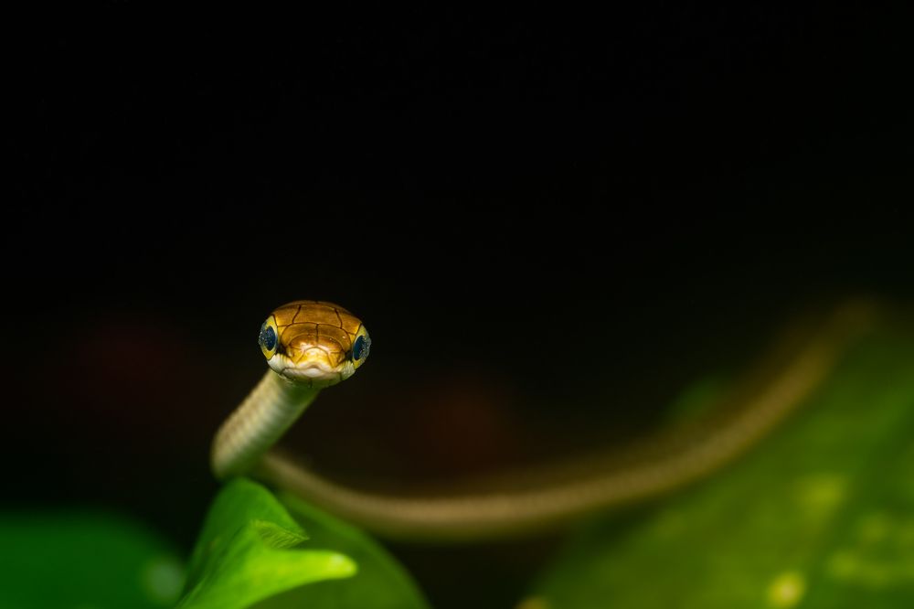 Photograph by Tushar Chindarkar