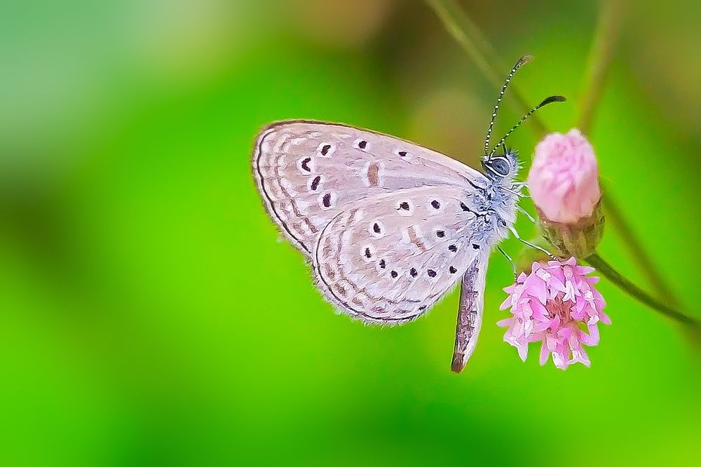 Photograph by Shubhra Das