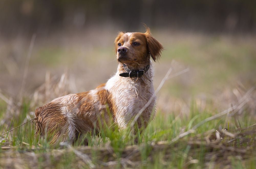 Photograph by Александр Чибиркин