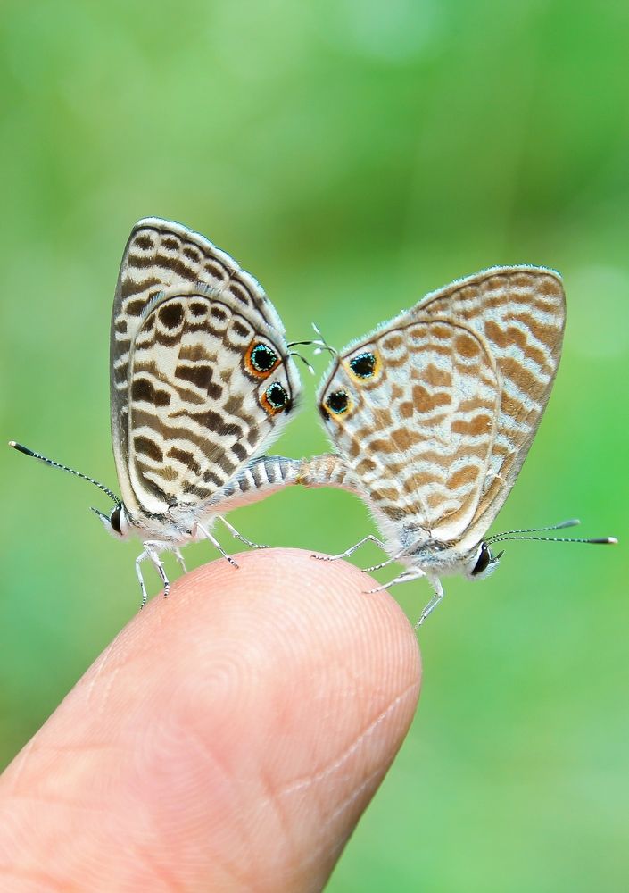 Butterfly celebrating there most beautiful time