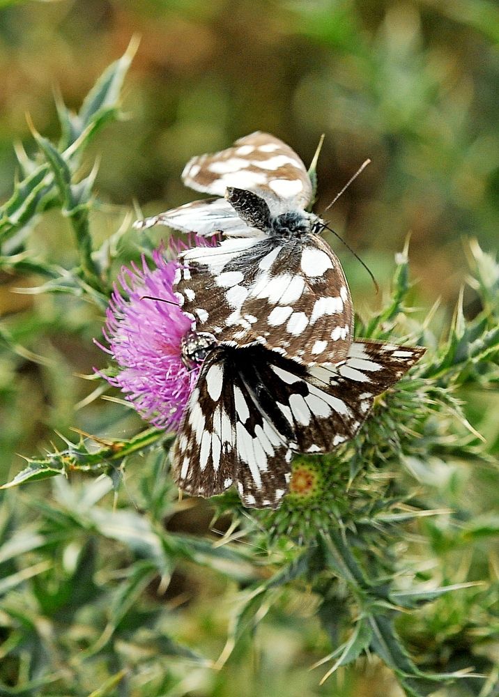 Photograph by Алексей Козлов