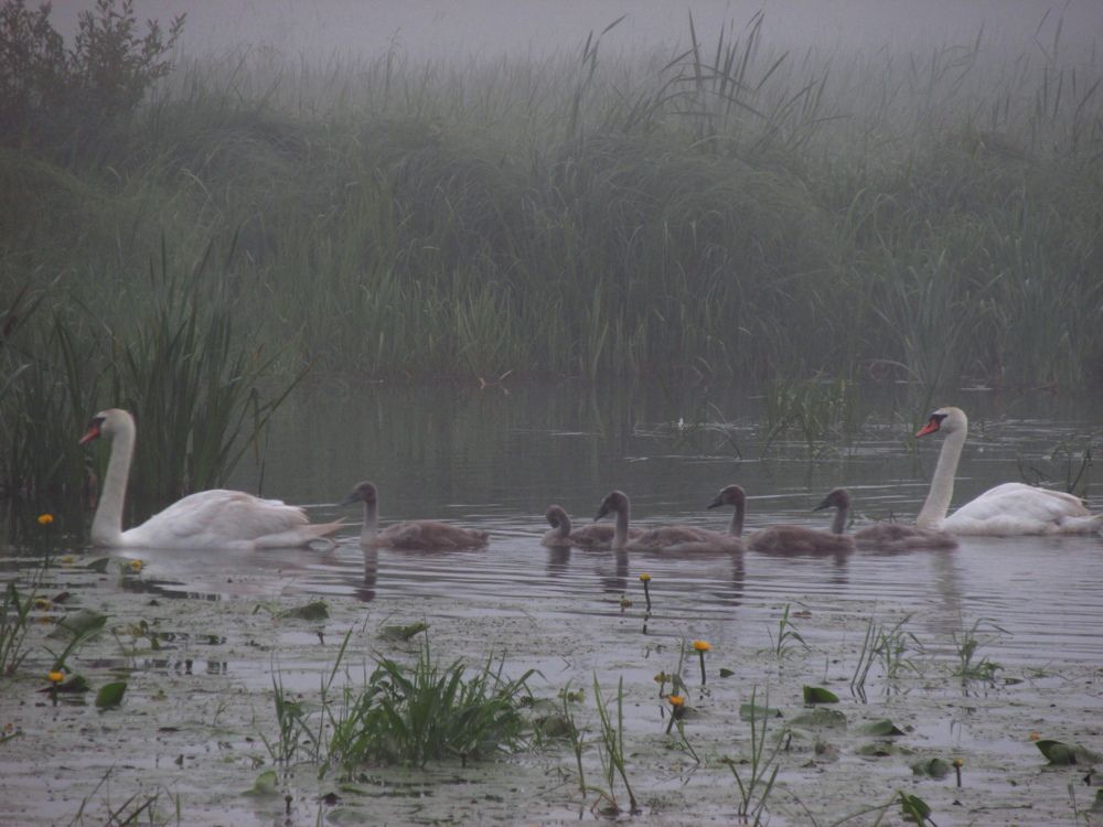Photo #9296939