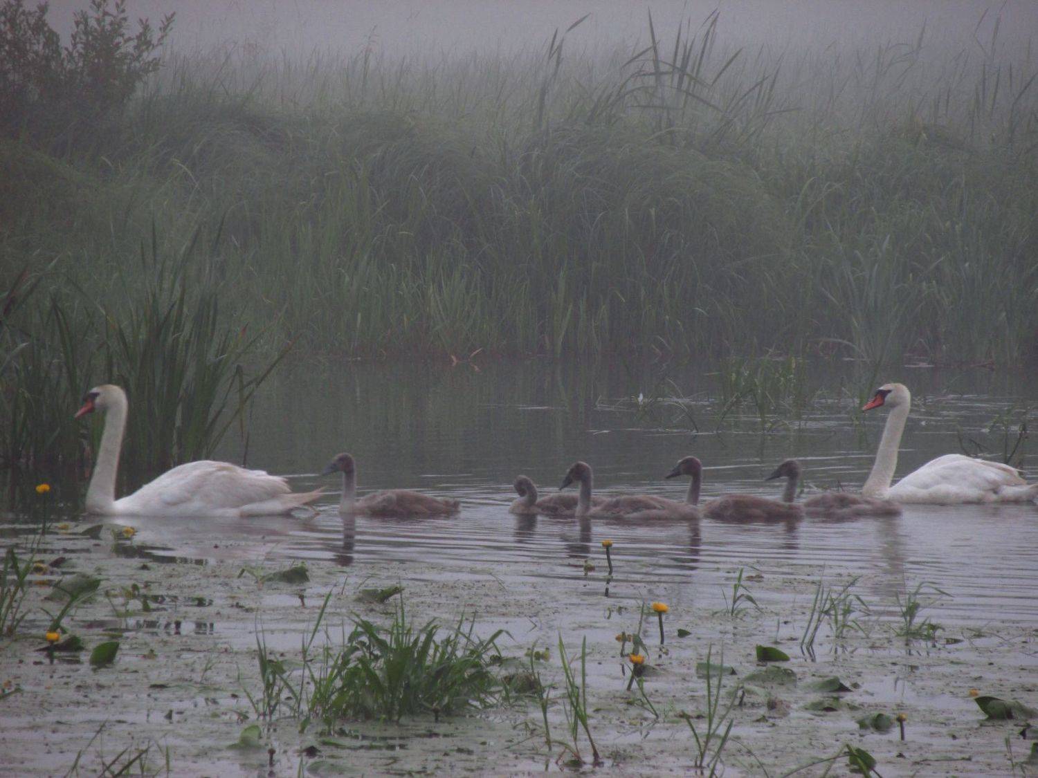 Photo #9296939